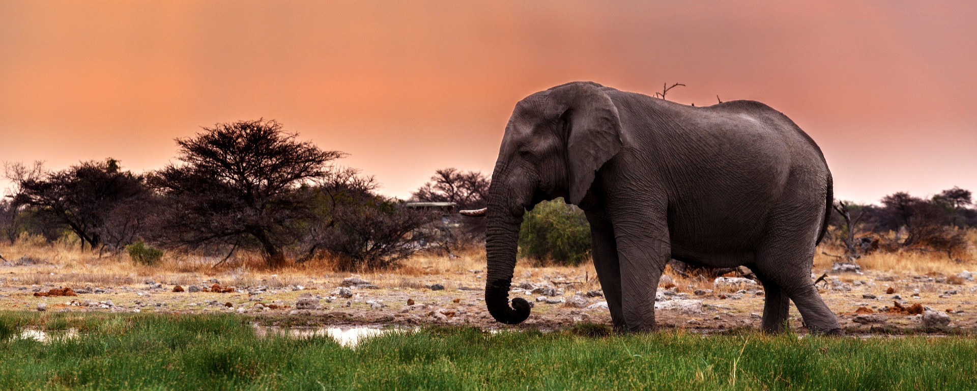 Spektakuläre Safaris von Afrika bis Asien