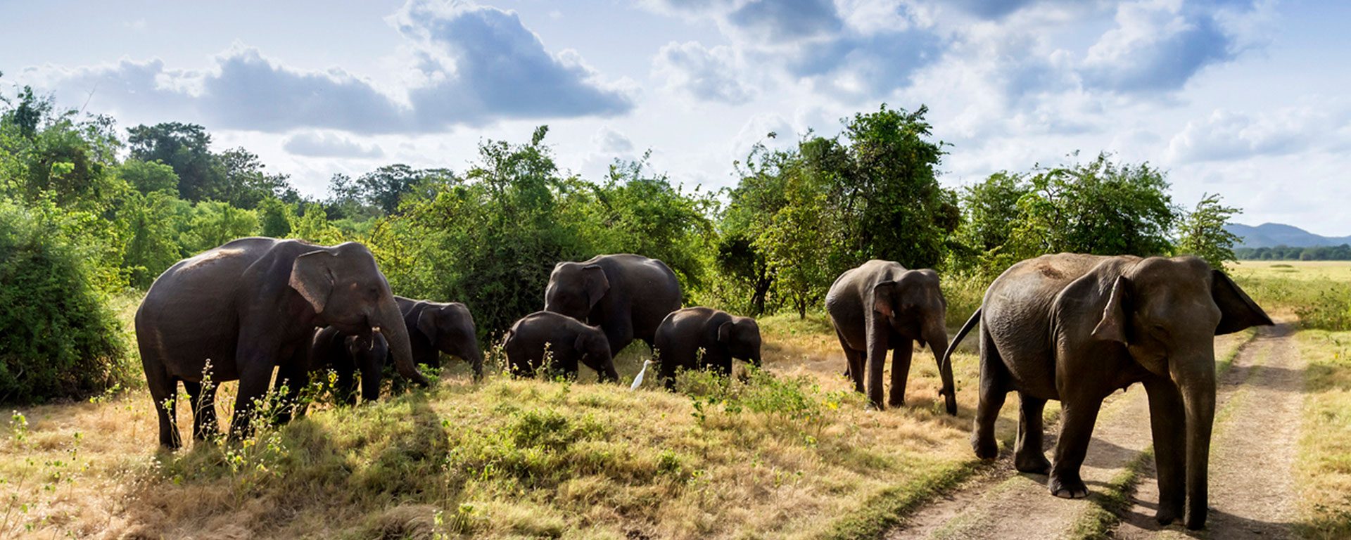 11 Dinge, die auf Sri Lanka locken