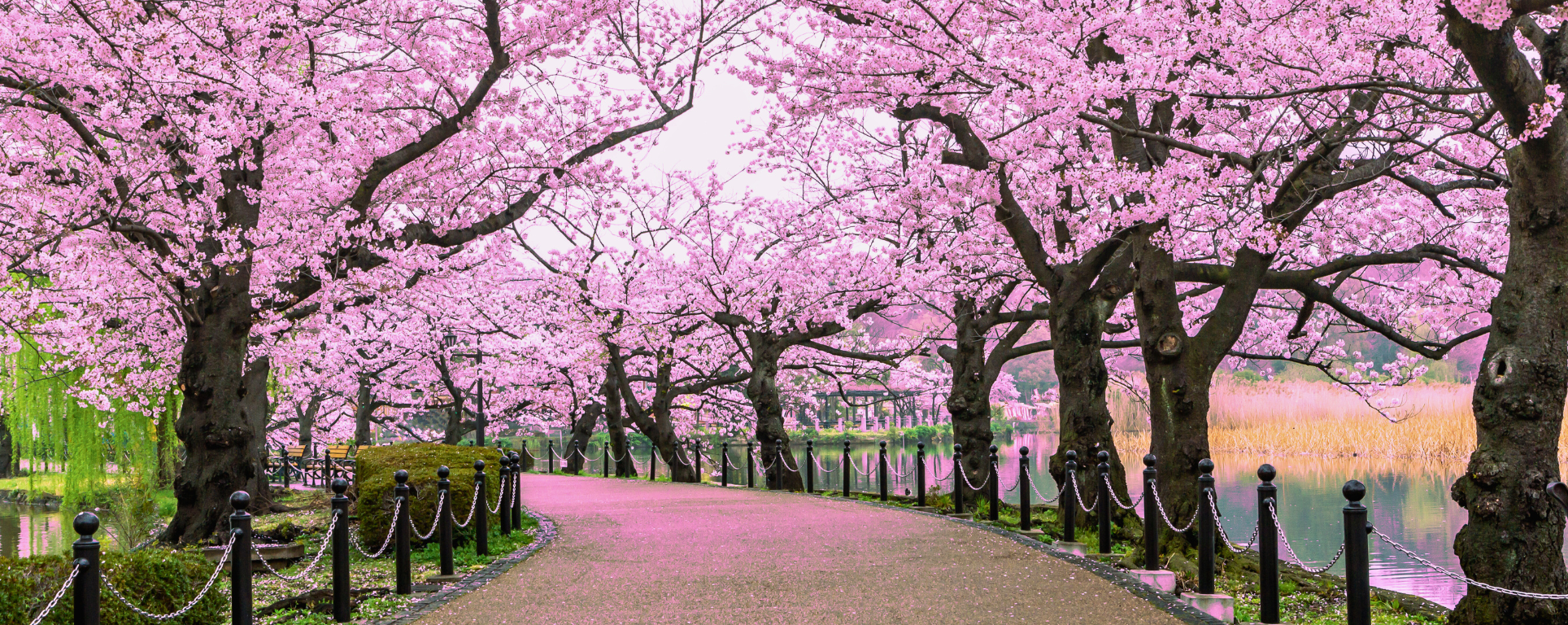 Die Top-Ziele für Kirschblüten